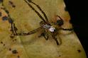 Cyrtophora_mollucensis_D7707_Z_89_The Gap_Australie